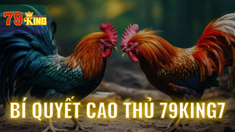 Bí quyết cao thủ: Cách chơi đá gà trăm trận trăm thắng!